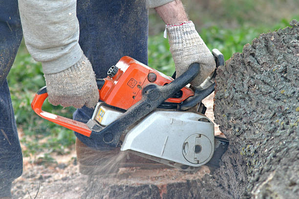 Trusted Northampton, PA Tree Services Experts